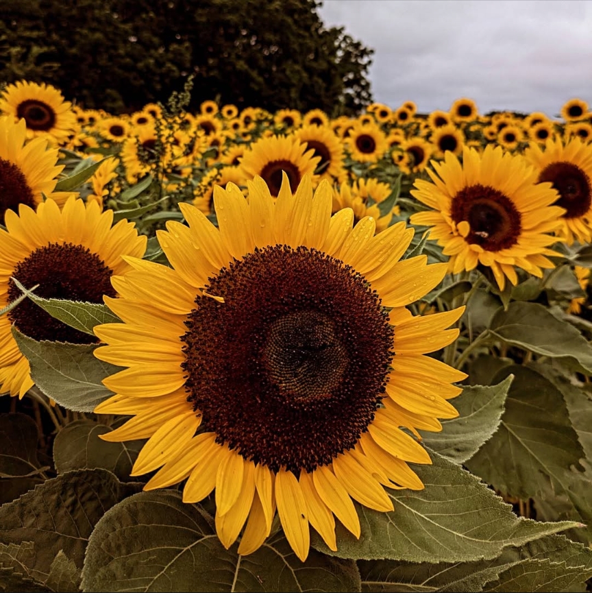 Reconnecting with Silence: The Benefits of&nbsp;Quietude